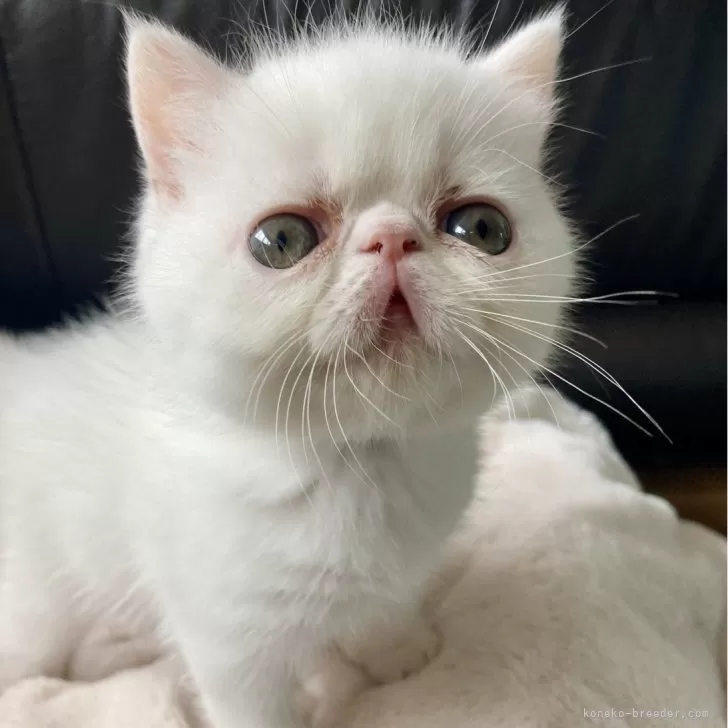 ID：2410-02426の子猫