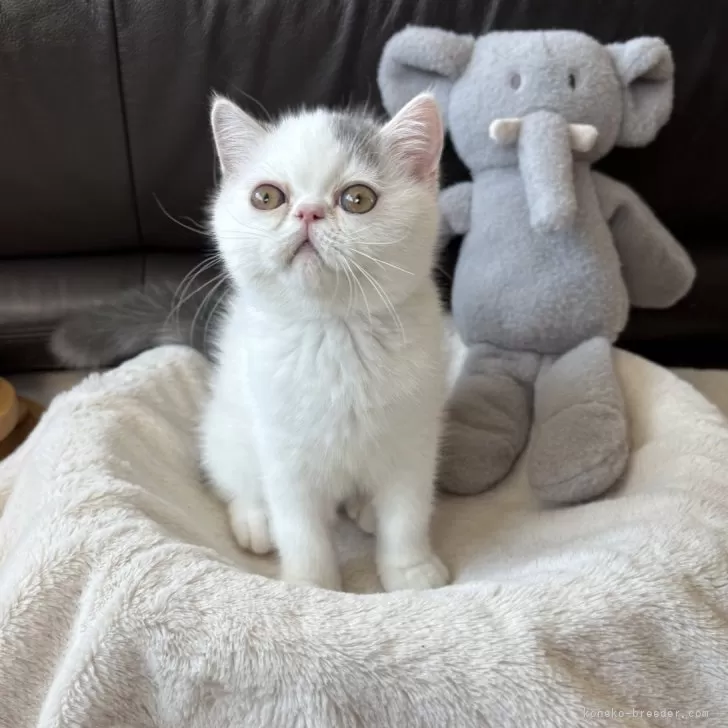 ID：2507-02137の子猫