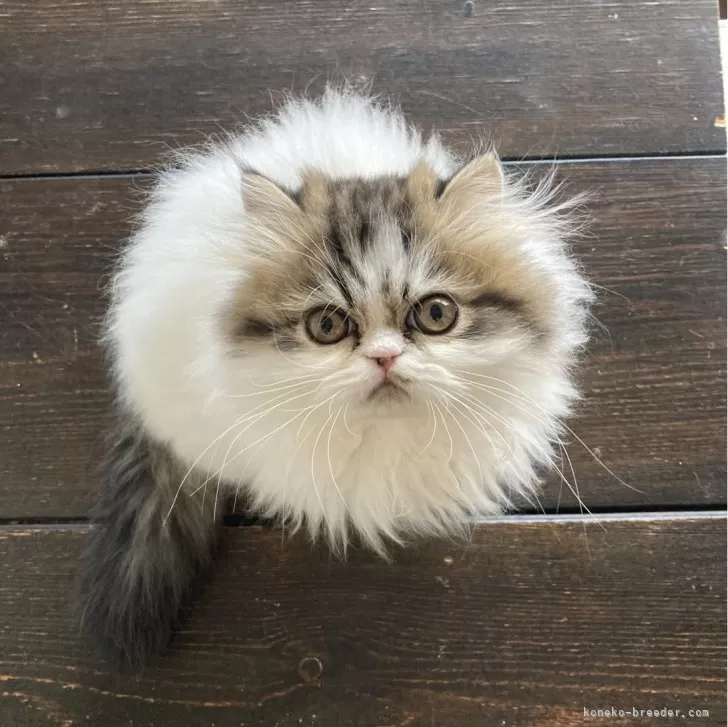 ID：2411-02546の子猫