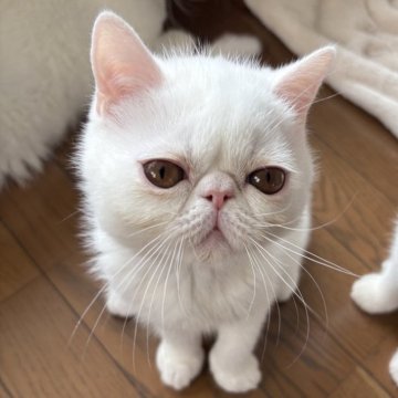 エキゾチックショートヘア【愛知県・男の子・2025年5月1日・ホワイト】の写真「とっても懐っこい甘えん坊さん💓」