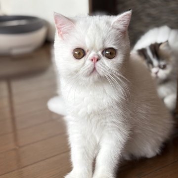 エキゾチックショートヘア【愛知県・男の子・2025年5月1日・ホワイト】の写真「もちもちボディ🤍くりくりお目目の僕💓」