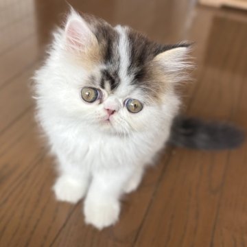 エキゾチックロングヘア【愛知県・男の子・2025年6月10日・ブラウンタビー&ホワイトバン】の写真「とっても優しいふわもこな男の子です🐏💓」