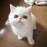 エキゾチックショートヘア