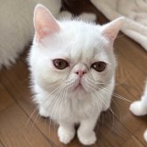 エキゾチックショートヘア