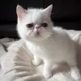 エキゾチックショートヘア