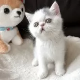 エキゾチックショートヘア