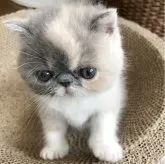 エキゾチックショートヘア