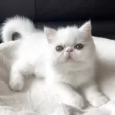 エキゾチックショートヘア
