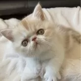 エキゾチックショートヘア【愛知県・男の子・2025年2月15日・レッドタビー&ホワイト】の写真1「はじめまして🌷」