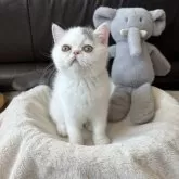 エキゾチックショートヘア