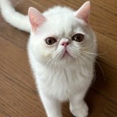 エキゾチックショートヘア