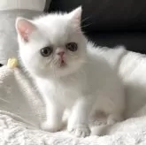 エキゾチックショートヘア