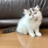 エキゾチックショートヘア