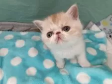 エキゾチックショートヘア【愛知県・男の子・2025年2月15日・レッドタビー&ホワイト】の写真6「お部屋でパシャリ📸」