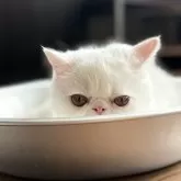 エキゾチックショートヘア【愛知県・男の子・2025年5月1日・ホワイト】の写真6「チラリ🐾」