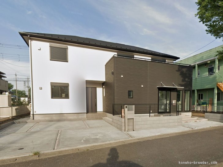 曽　楠軒(そう　なんけん)ブリーダー(埼玉県・ラグドールなど・CFA/TICA/ICC登録)の紹介写真2