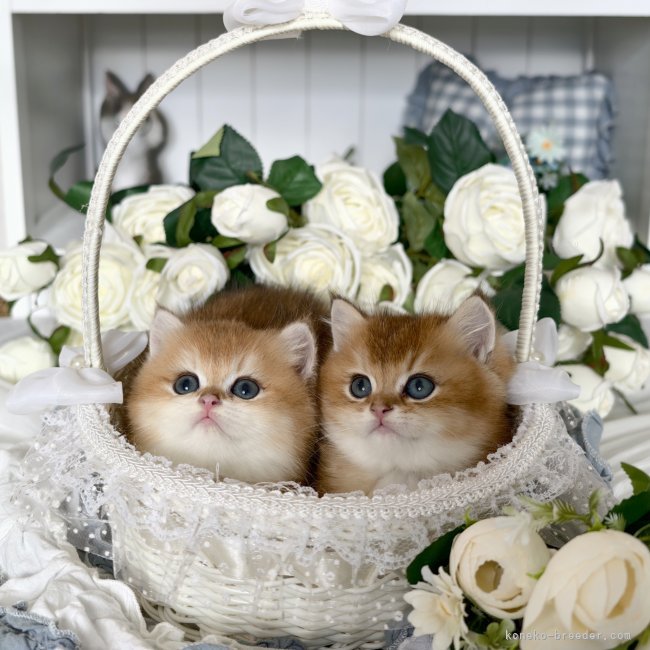 曽　楠軒(そう　なんけん)ブリーダー(埼玉県・ラグドールなど・CFA/TICA/ICC登録)の紹介写真3