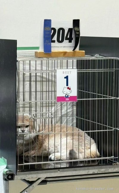 曽　楠軒(そう　なんけん)ブリーダー(埼玉県・ラグドールなど・CFA/TICA/ICC登録)の紹介写真4