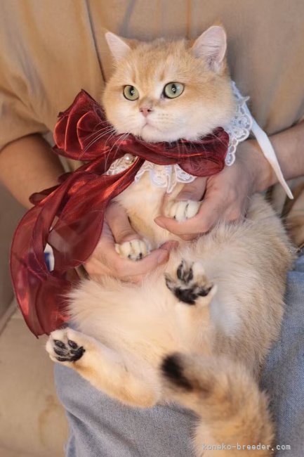 曽　楠軒(そう　なんけん)ブリーダー(埼玉県・ラグドールなど・CFA/TICA/ICC登録)の紹介写真5