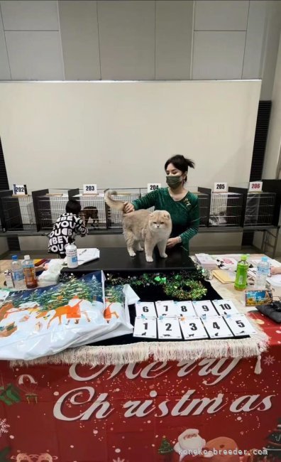 曽　楠軒(そう　なんけん)ブリーダー(埼玉県・ラグドールなど・CFA/TICA/ICC登録)の紹介写真6