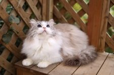 ラグドール【・男の子・2024年3月1日・シールリンクスポイントバイカラー】