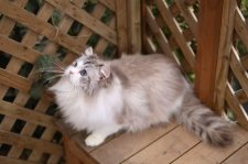 ラグドール【・男の子・2024年3月1日・シールリンクスポイントバイカラー】