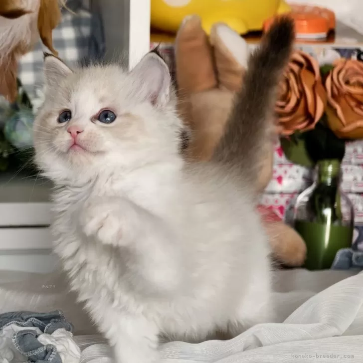 ラグドール【埼玉県・女の子・2025年8月16日・シールリンクスポイントバイカラー】の写真1