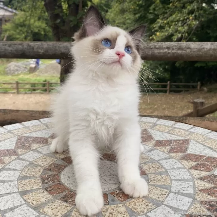さーちゃん 様のお迎えした子猫
