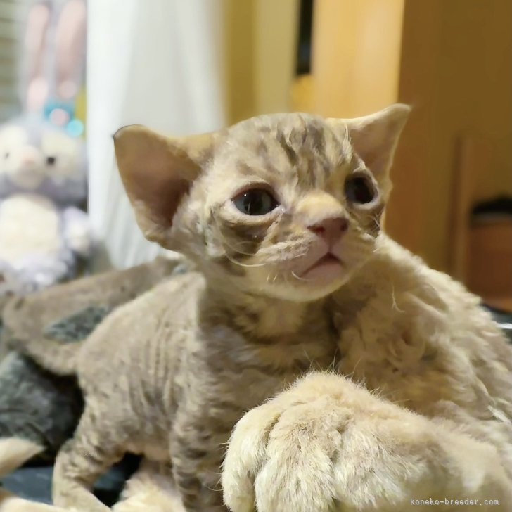 ブリーダー画像