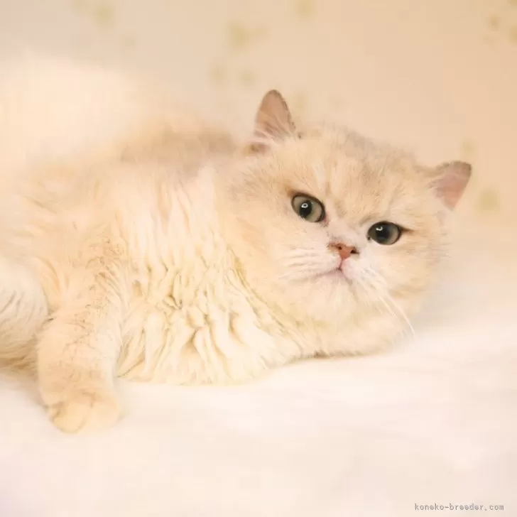 M.Y 様のお迎えした子猫