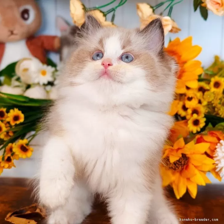 ラグドール【埼玉県・男の子・2025年9月8日・シールポイントバイカラー】の写真1