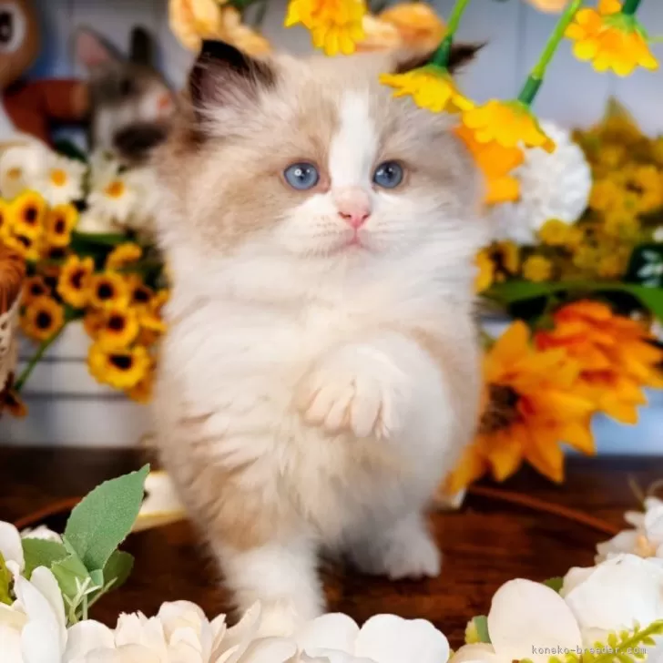 ラグドール【埼玉県・男の子・2025年9月8日・シールポイントバイカラー】の写真1