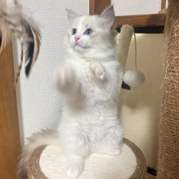 ラグドール【埼玉県・女の子・2025年8月14日・シールリンクスポイントバイカラー】の写真「穏やかで人懐っこい性格」
