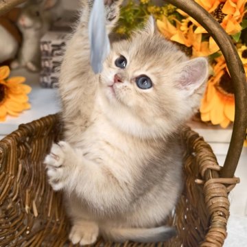 ブリティッシュショートヘア【埼玉県・男の子・2025年10月17日・ブルーゴールデン（密度高めのふわふわコート）】の写真「穏やかで人懐っこいブルーゴールデンの男の子」