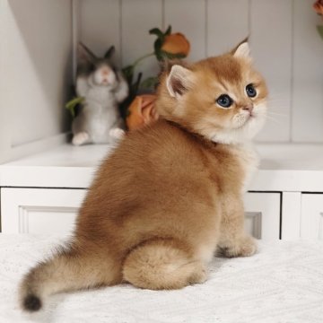 ブリティッシュショートヘア【埼玉県・男の子・2025年8月19日・ゴールデン】の写真「✨完璧美猫✨ クマさんみたい可愛い顔🐻💕」