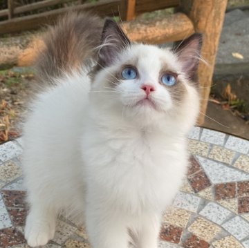 ラグドール【埼玉県・男の子・2025年4月29日・シールポイントバイカラー】の写真「とっても可愛いお顔( 💓∀💓)！」