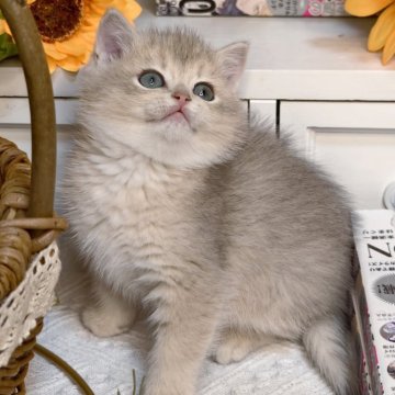 ブリティッシュショートヘア【埼玉県・男の子・2025年10月17日・ブルーゴールデン（密度高めのふわふわコート）】の写真「落ち着いた性格で、優しく遊ぶ癒し系ボーイ🤍」