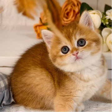 ブリティッシュショートヘア【埼玉県・男の子・2025年8月19日・ゴールデン】の写真「まんまるフェイスと大きな瞳が魅力の甘えん坊✨」