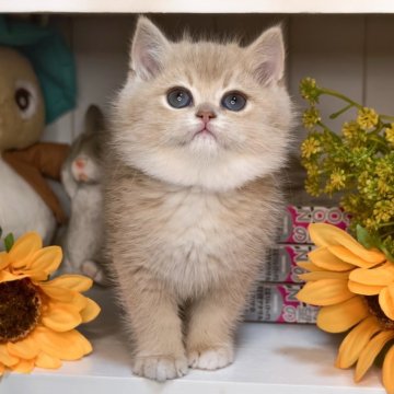 ブリティッシュショートヘア【埼玉県・男の子・2025年10月17日・ブルーゴールデン（密度高めのふわふわコート）】の写真「まんまるお顔がたまらない、おっとり癒し系ボーイ🧡」