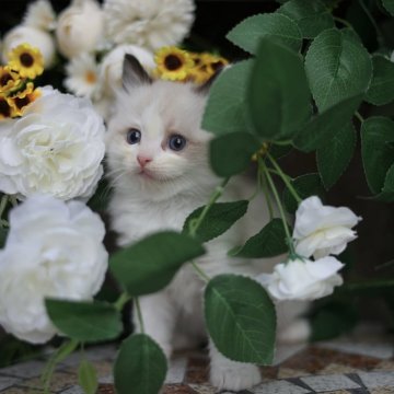 ラグドール【埼玉県・男の子・2025年2月27日・シールポイントバイカラー】の写真「ふわふわで甘えん坊男の子💕 今だけの開業特別価格」