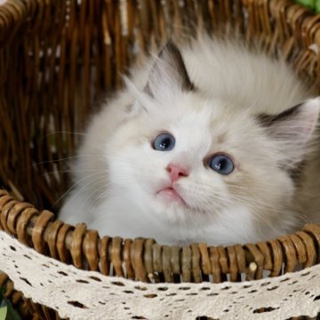 ラグドール【埼玉県・男の子・2025年2月27日・シールポイントバイカラー】の写真「ふわふわで甘えん坊男の子💗今だけの開業特別価格」