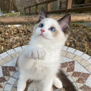 ラグドール【埼玉県・男の子・2025年4月29日・シールポイントバイカラー】の写真「とっても可愛いお顔( 💓∀💓)！！」