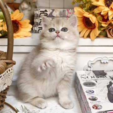 ブリティッシュショートヘア【埼玉県・男の子・2025年10月17日・ブルーゴールデン（密度高めのふわふわコート）】の写真「遊び好きで反応抜群な、元気いっぱいの男の子」