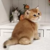 ブリティッシュショートヘア