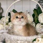 ブリティッシュショートヘア