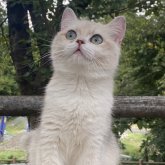 ブリティッシュショートヘア