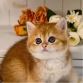 ブリティッシュショートヘア【埼玉県・男の子・2025年8月19日・ゴールデン】の写真2「カメラを見つめる様子から、人への関心の強さが感じられます。」