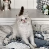 ラグドール【埼玉県・女の子・2025年8月16日・シールリンクスポイントバイカラー】の写真2