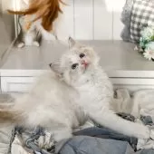 ラグドール【埼玉県・女の子・2025年8月16日・シールリンクスポイントバイカラー】の写真3