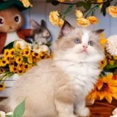 ラグドール【埼玉県・男の子・2025年9月8日・シールポイントバイカラー】の写真4